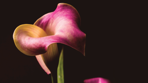 Pink and yellow coloured calla lily